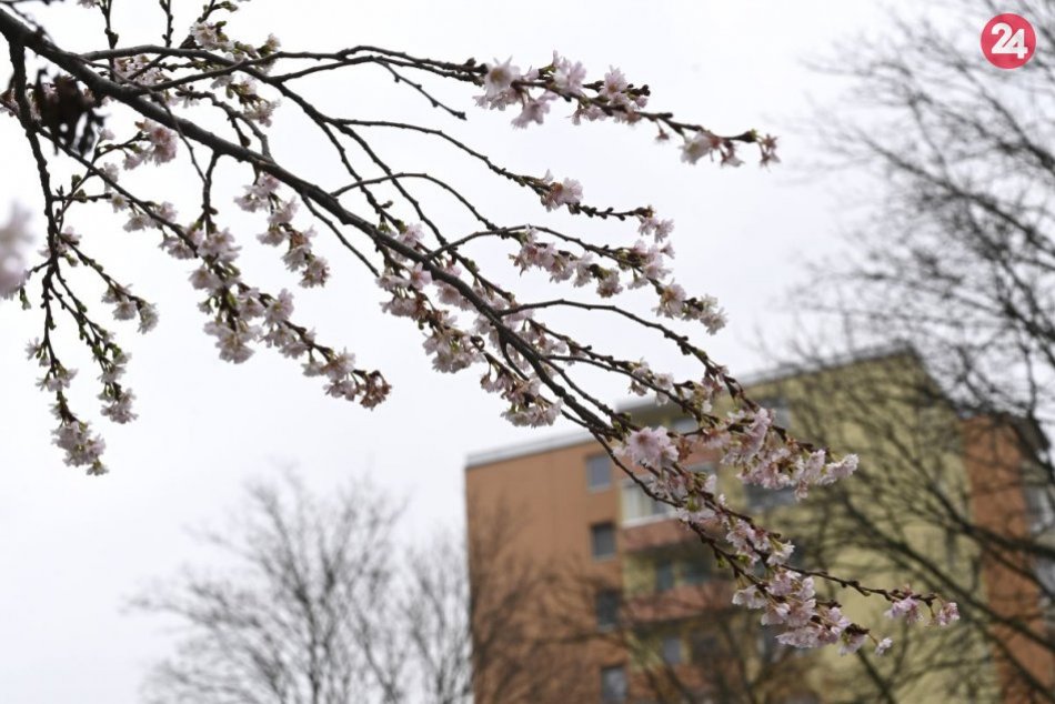 V Trenčíne zakvitla nádherná sakura
