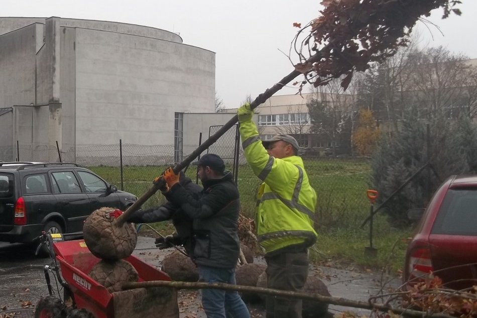 Šaľa i Veča ožijú bohatou zeleňou: Do mesta pribudne 96 nových stromov, FOTO