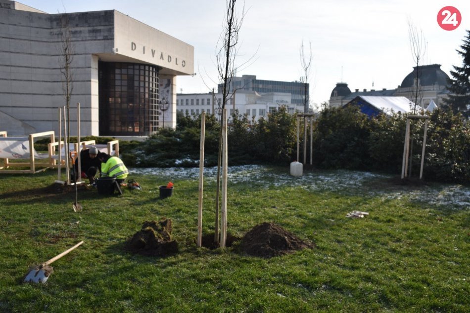 Staré stromy z pešej zóny odstránili: Nahradia ich nové a väčšie, FOTO
