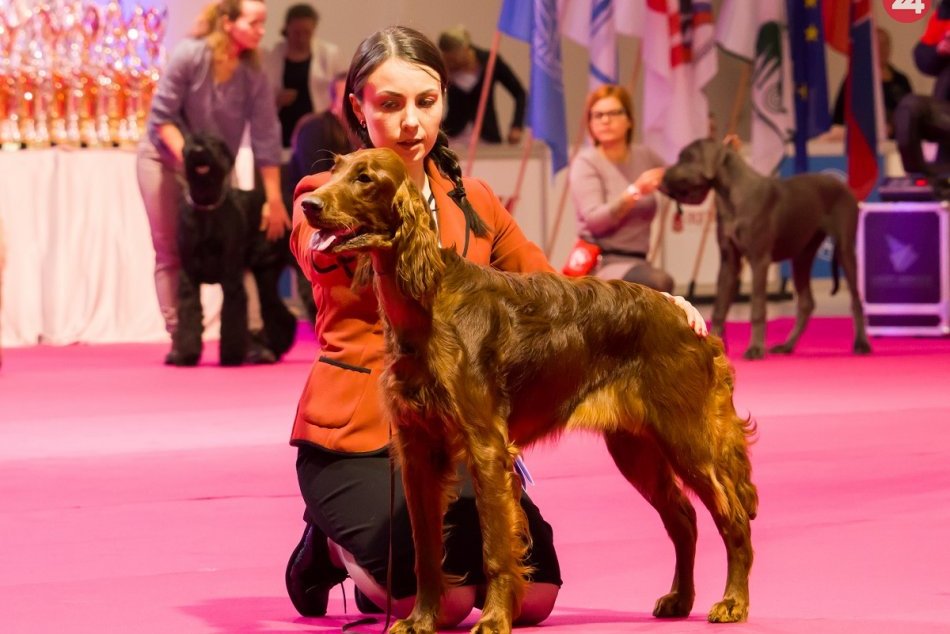 Medzinárodná výstava psov v Nitre