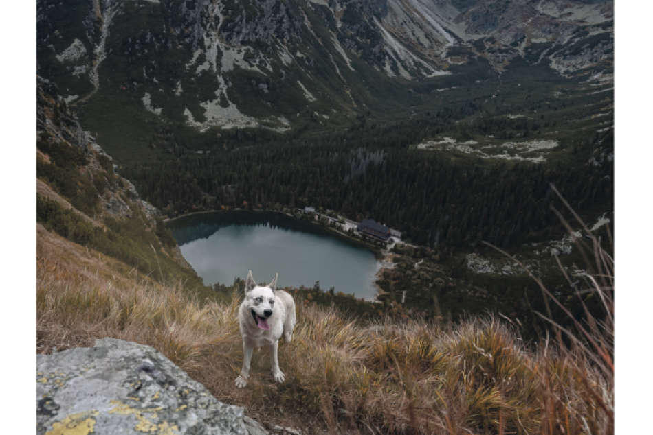 Jedinečný dobročinný kalendár spájajúci krásu Tatier a zvieratiek z útulku