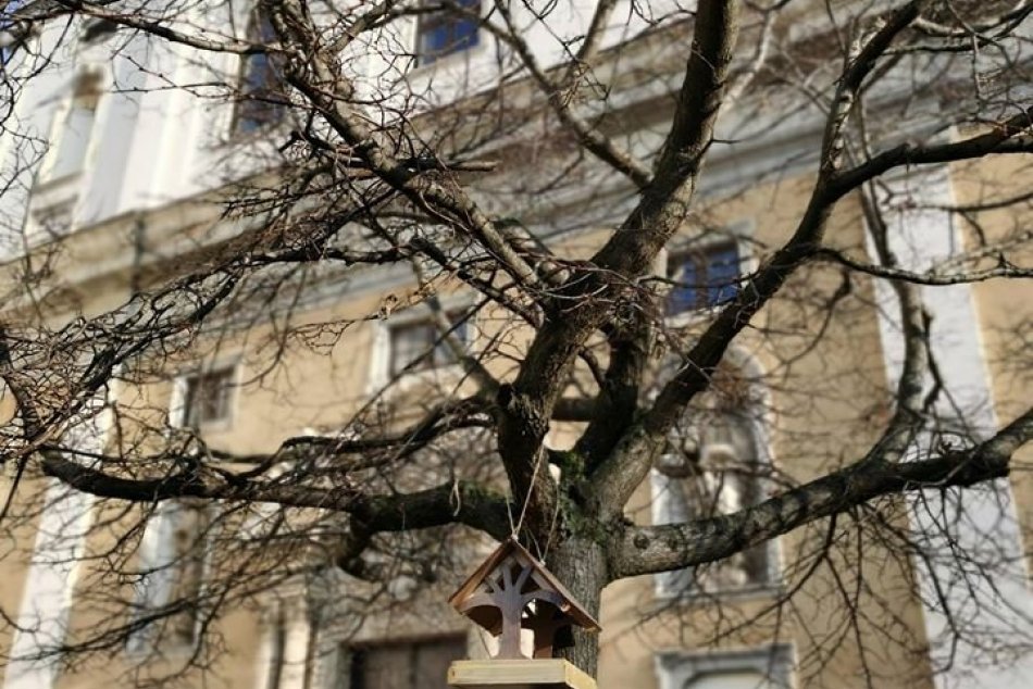 V Trnave pribudli krmidlá pre vtáky: Radnica k nim chce vydať aj mapu