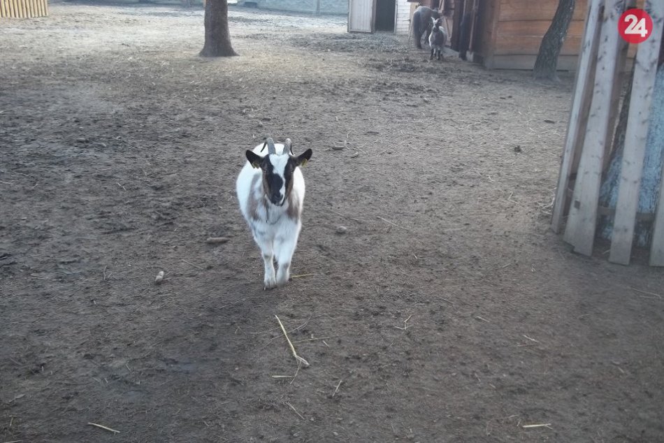 Babičkin dvor trochu stíchol: Zvierací obyvatelia sú pripravení na zimu, FOTO