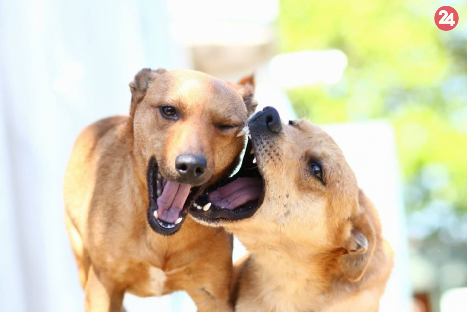 Zimomraví chlpáči hľadajú nový domov: Nájdite si skvelého spoločníka aj vy, FOTO