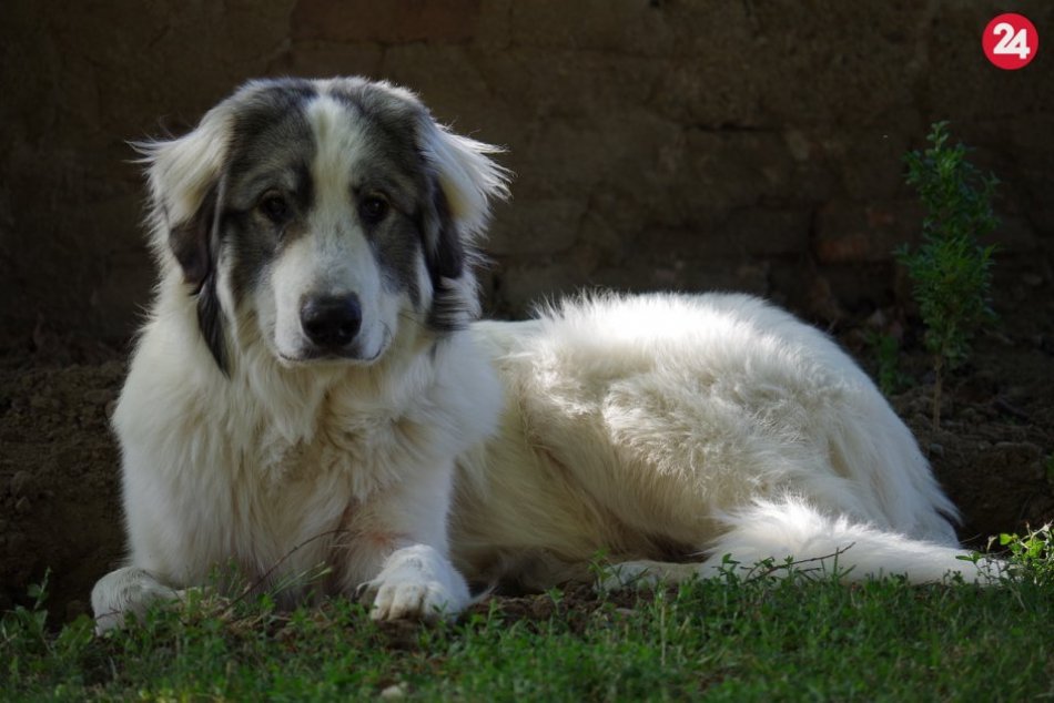 V OBRAZOCH: Plemená psov, ktoré vo Zvolene nemajú páru
