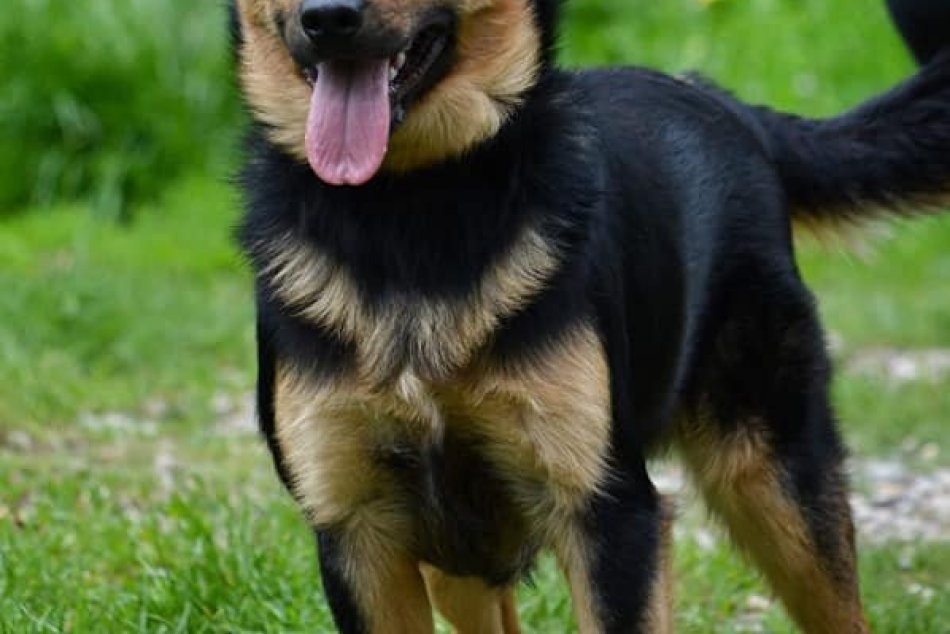 Obrazom: Možno čakajú práve na vás...