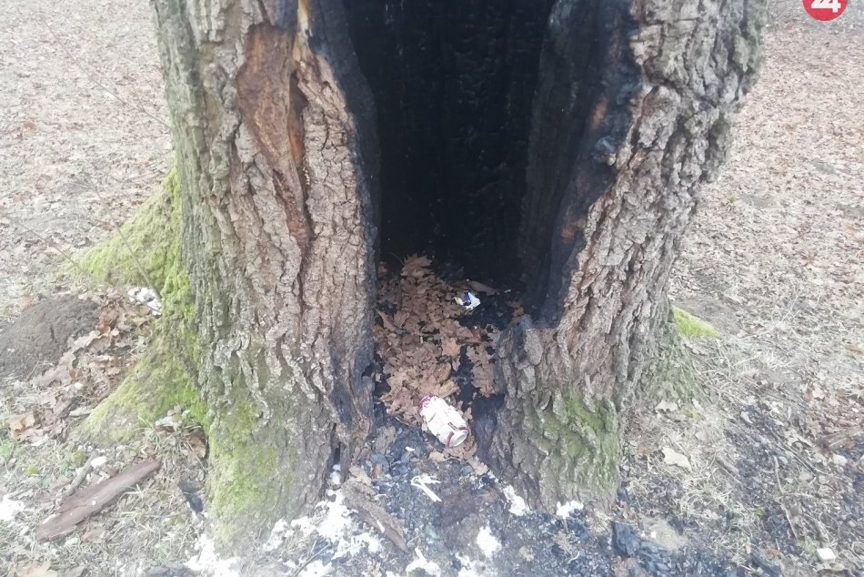 Dub v humenskom parku už niekoľkokrát čelil požiaru