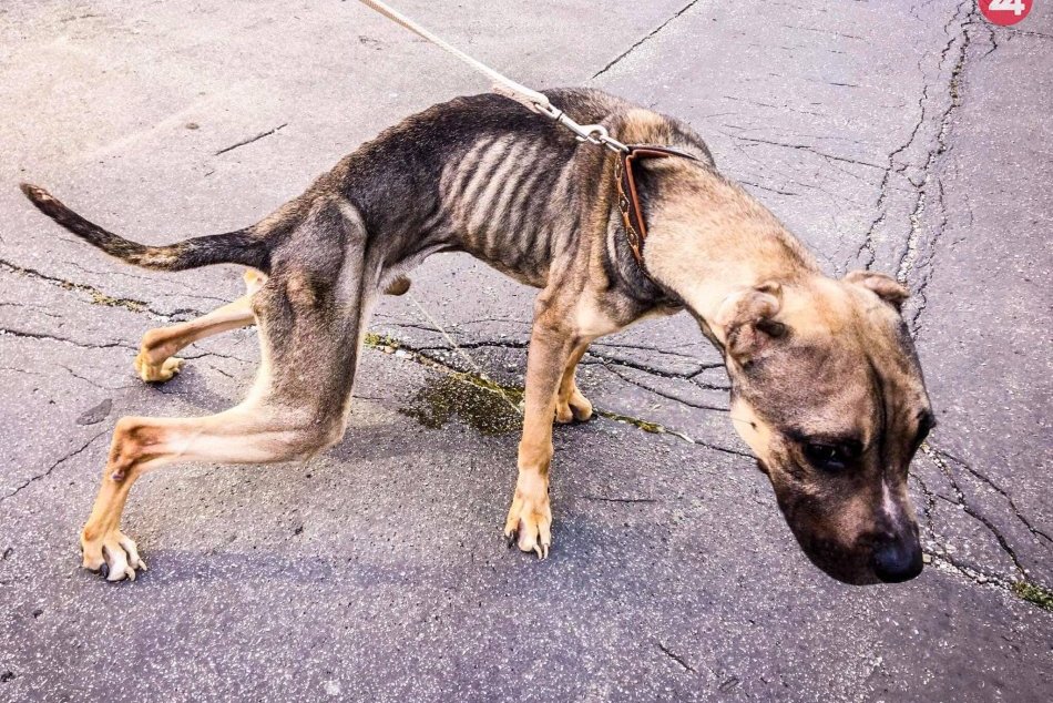 Úžasné premeny útulkáčov