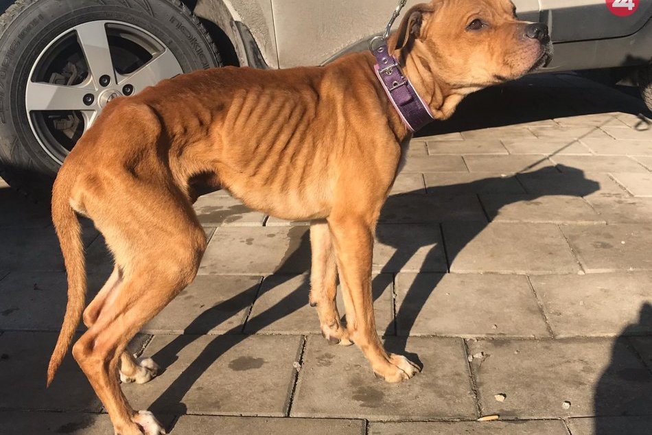 V OBRAZOCH: Kto je zodpovedný za zúbožený stav psíka?