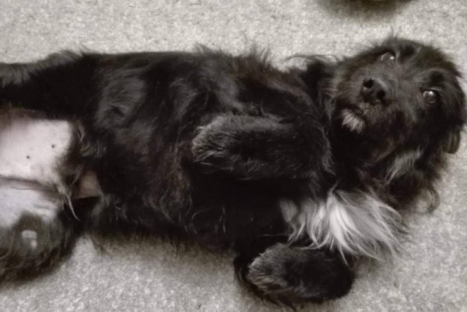 Psí adepti na lásku: Neváhajte a vytvorte im nový domov, FOTO