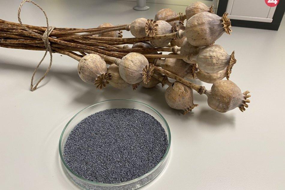 Obrazom: Nová odroda maku na Prešovskej univerzite