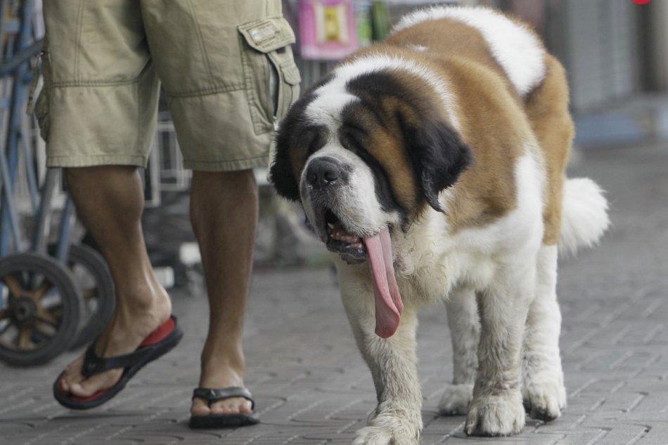 V OBRAZOCH: Plemená psov, ktoré v Brezne nemajú páru