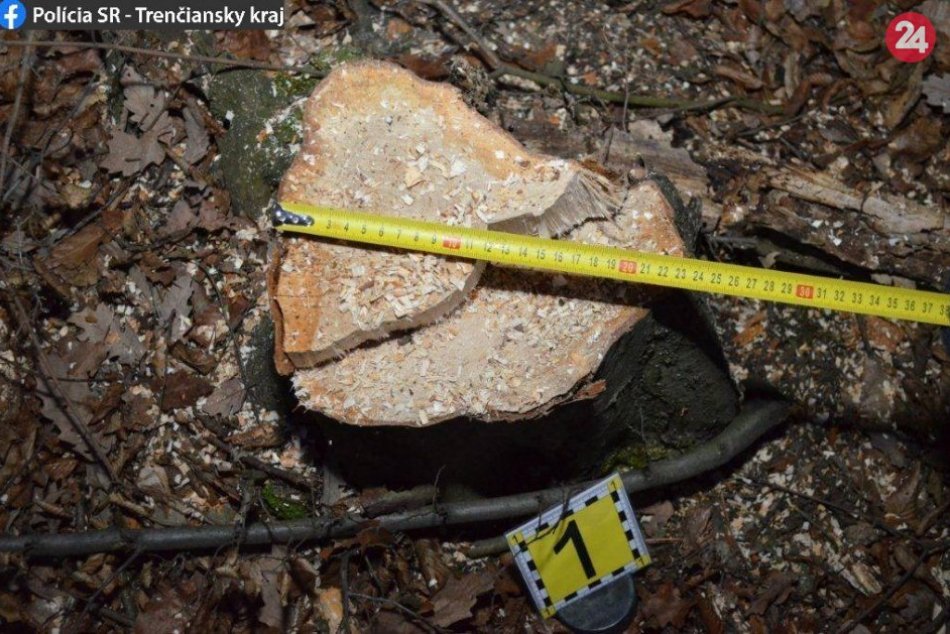 FOTO: V časti Osičiny Nováčan (55) mal spíliť bez povolenia stromy