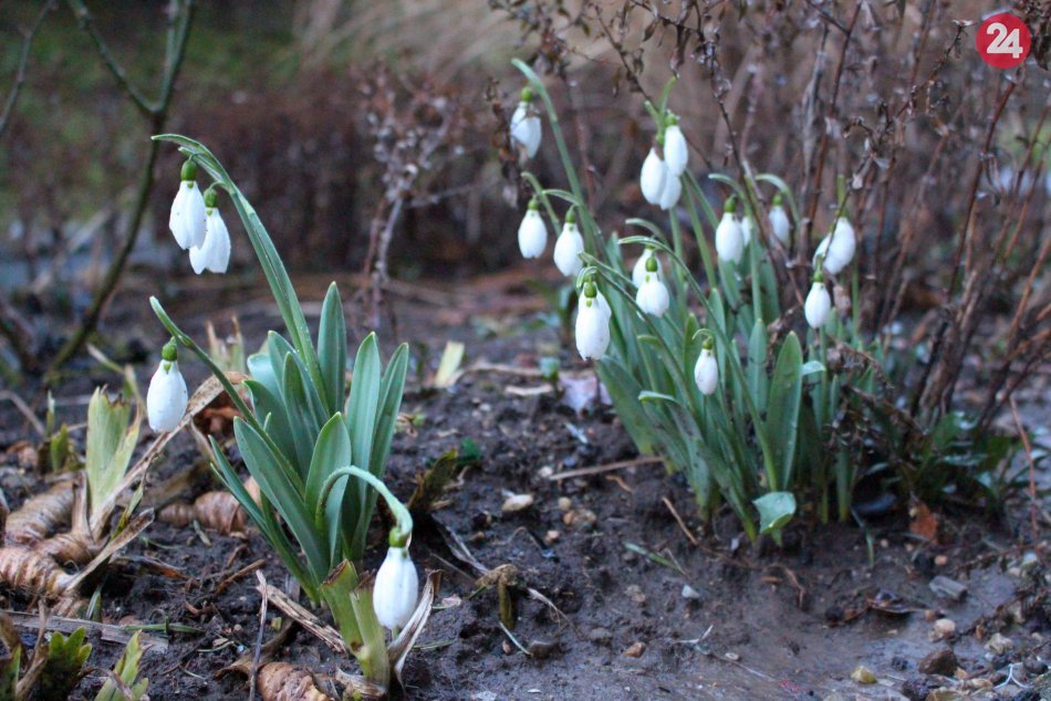 V OBRAZOCH: Oteplenie v Bystrici prebudilo snežienky a prvosienky