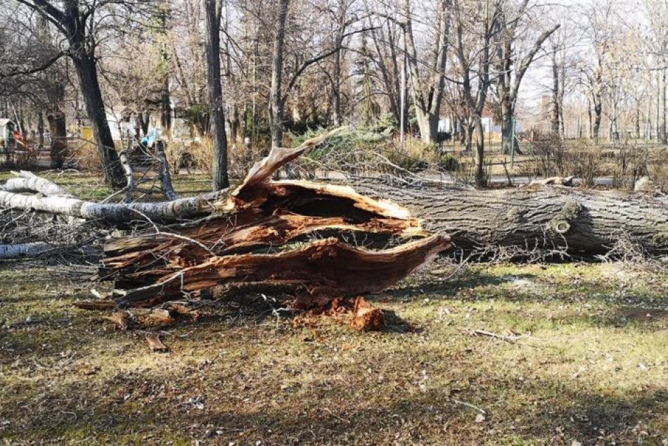 Vypilovanie stromov v mestskom parku v Nitre