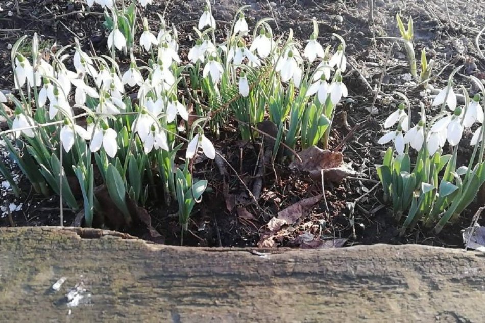 V OBRAZOCH: Februárové oteplenie prebudilo prvé snežienky