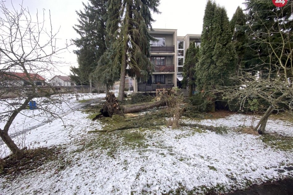 FOTO: Vyvalený strom v Demänovej