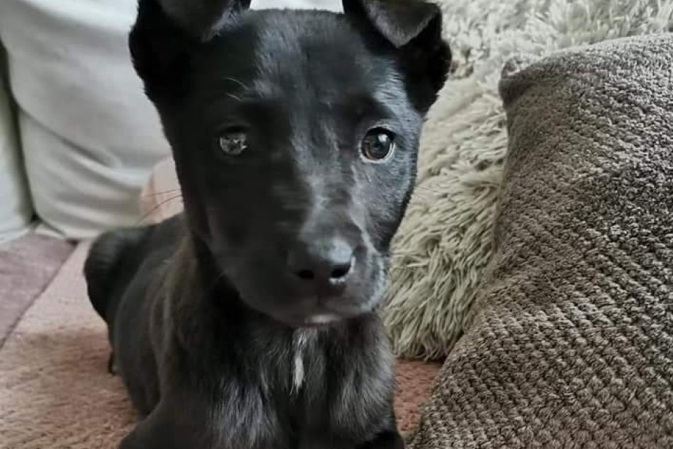 Chlpaté a roztomilé psíky: Neváhajte a vyberte si z útulkáčov aj vy, FOTO