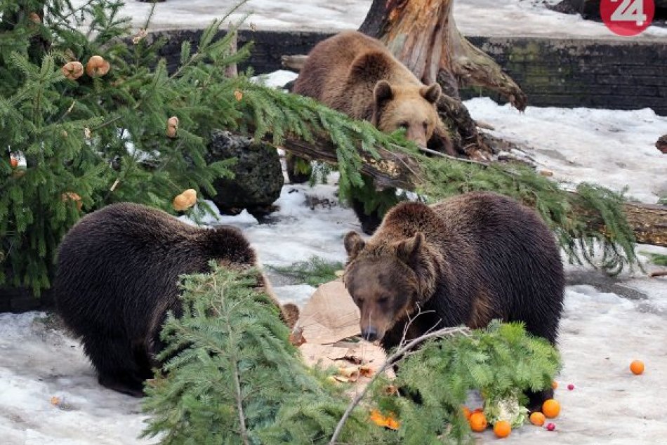 Medvede z bojnickej zoo