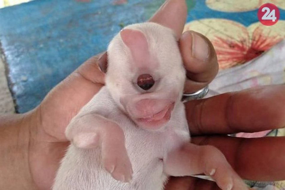 Jednooké šteniatko