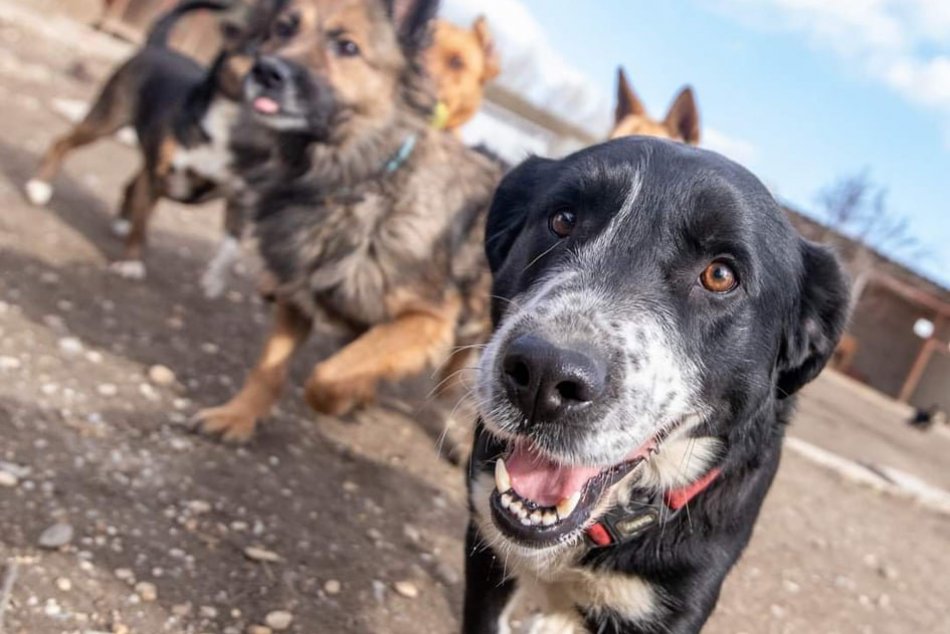 Skvelá päťka je tu: Šalianski útulkáči pre vás, FOTO