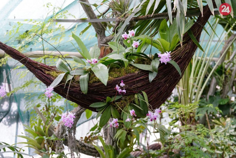 Nežná krása orchideí