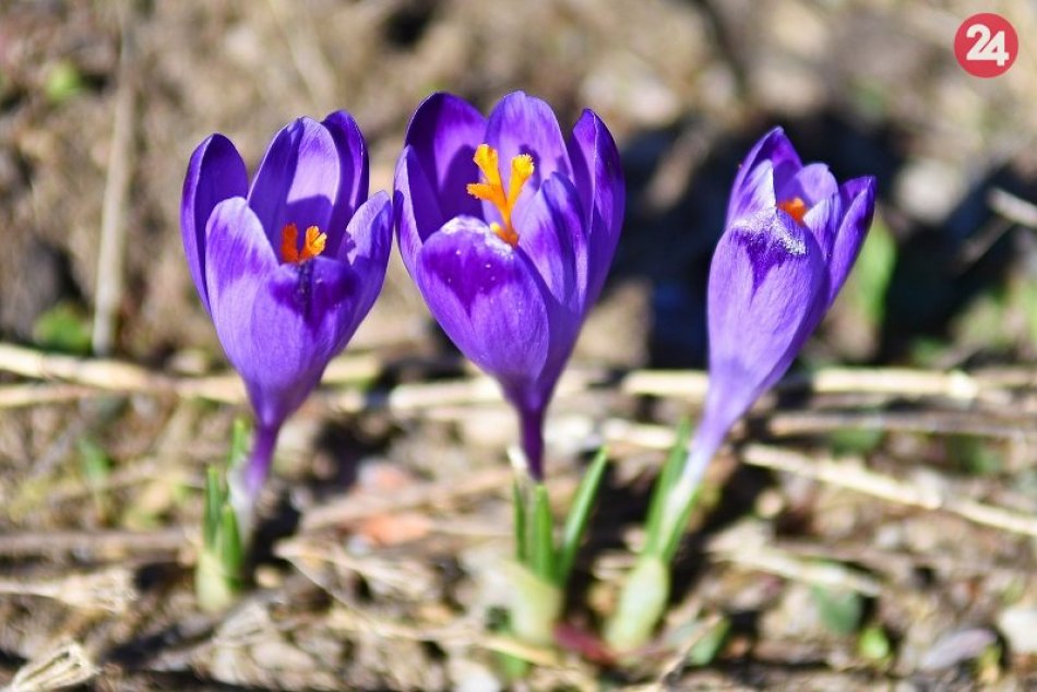 Slovenský raj - šafrany