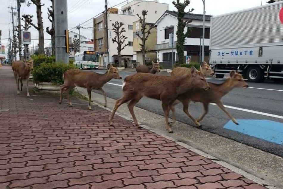 Zvieratá obsadili mestá v karanténe