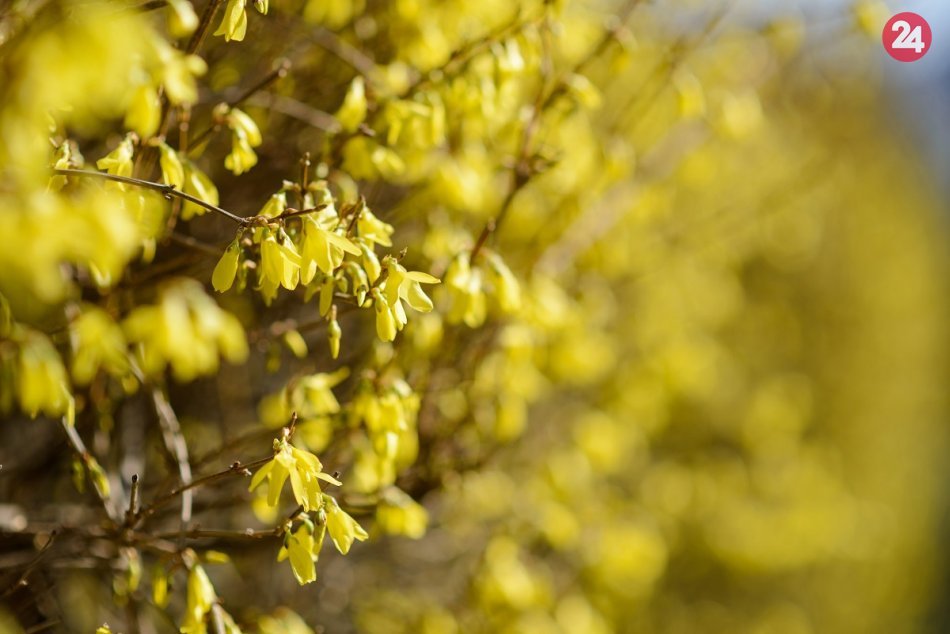 Pohľad, ktorý poteší: Jar prebúdza okolitú prírodu, FOTO