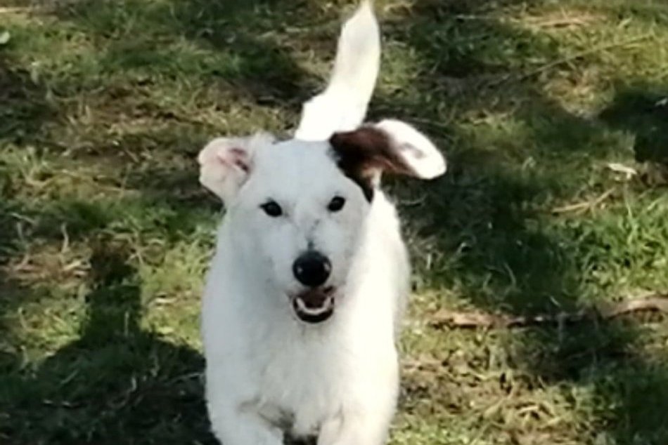 Šalianski chlpáči sú tu: Neváhajte a príďte si pre nového kamaráta, FOTO