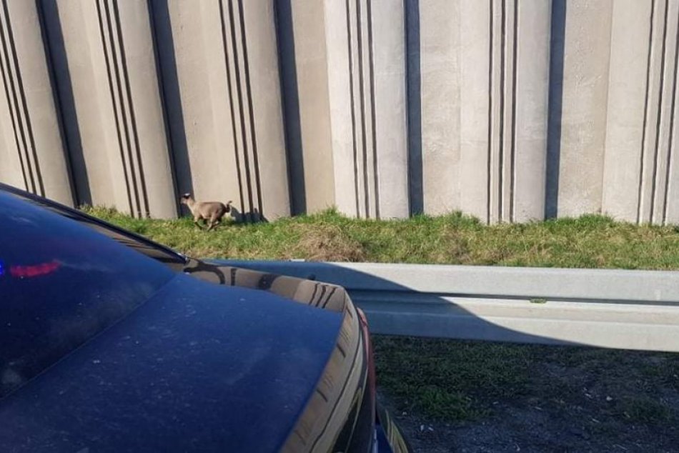 Obrazom: Kuriozita na diaľnici D1, chytali tam ovečky