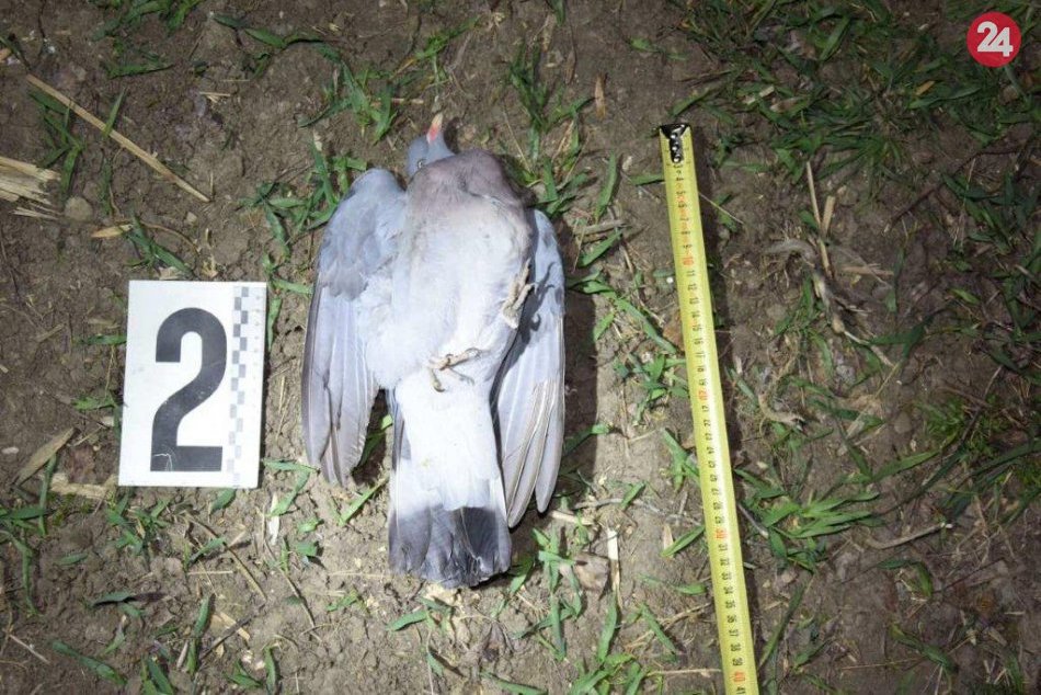 Hnusný čin na FOTO: Otrávené chránené živočíchy