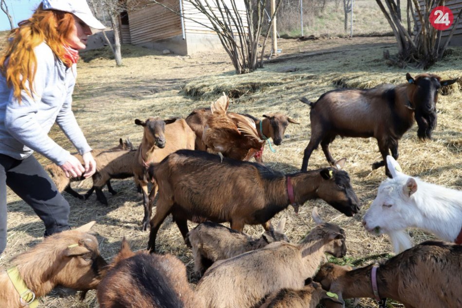 V OBRAZOCH: Chov hnedej kozy krátkosrstej na farme v Hrochoti