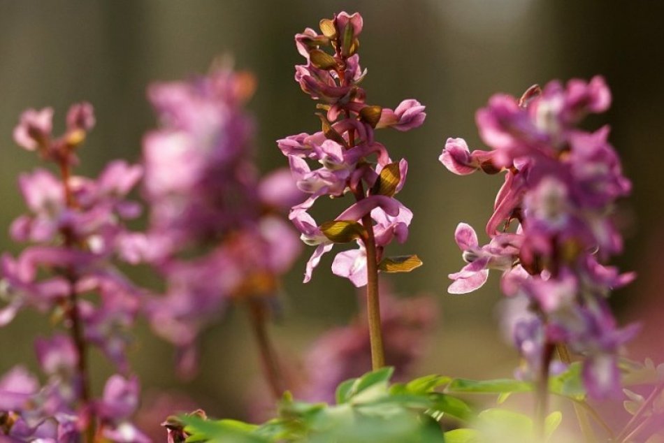 Bratislavský lesopark