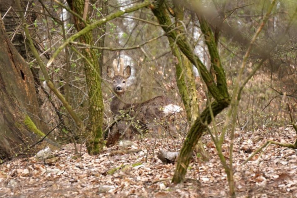Život v lesoch Karpát