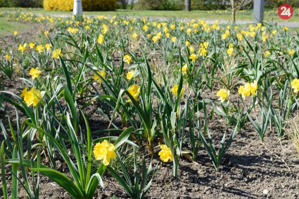 Pred aulou SPU kvitnú záhony kvetov