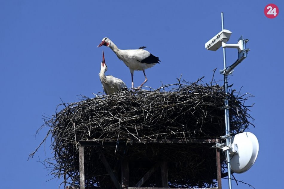 FOTO: Hniezdo bocianov Olivera a Kikiny