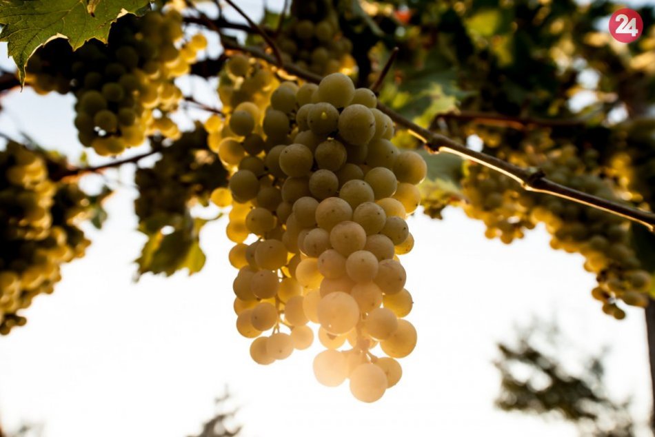 Krásne víno vzniká z lásky