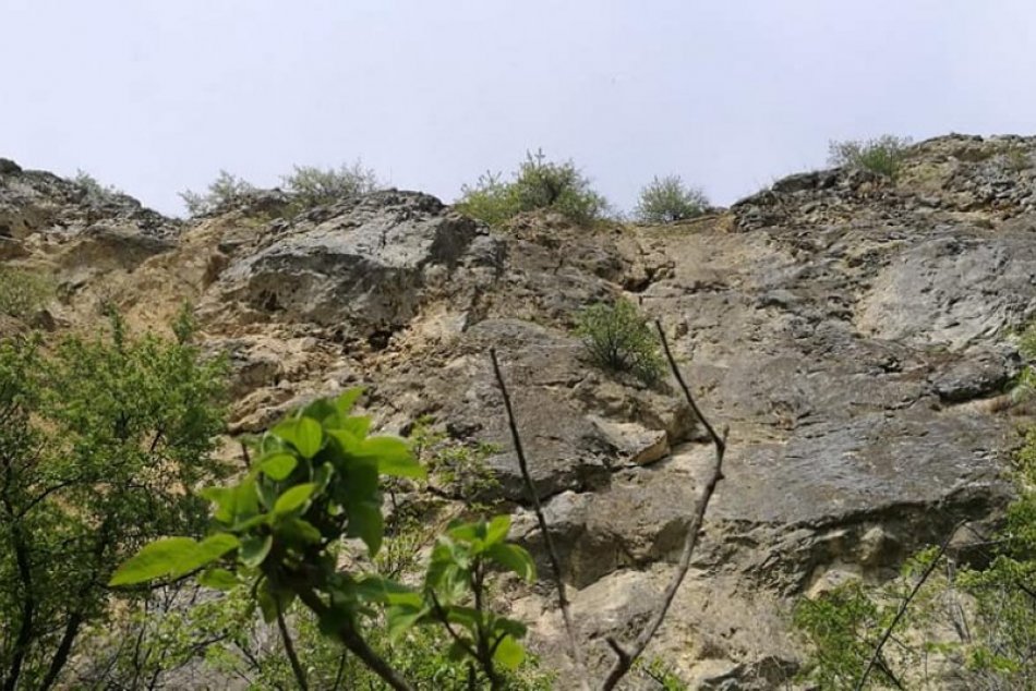 Mŕtve zvieratá po útoku psov