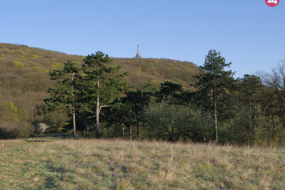 Tribeč je posiaty vzácnymi kvetmi