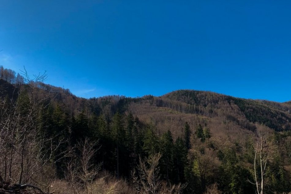 V OBRAZOCH: Mestské lesy zalesňujú