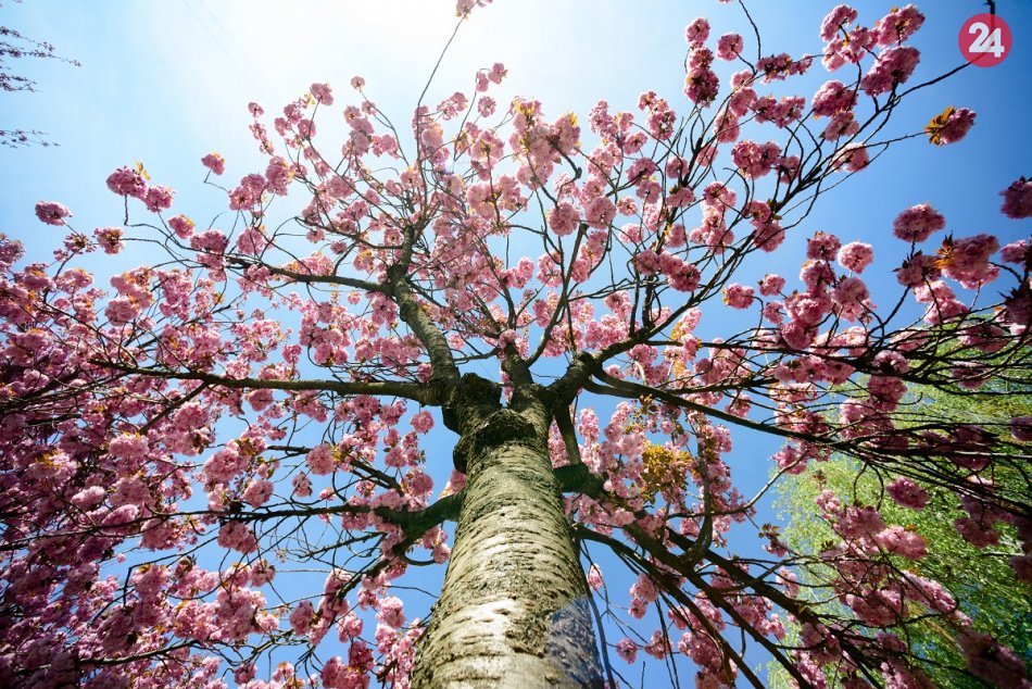 Malý kúsok Japonska v Nitre: Najkrajšia ulica je opäť v plnom kvete, FOTO