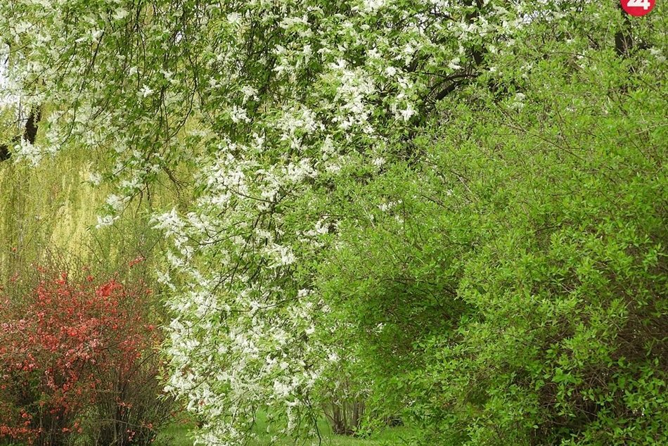 Obrazom: Rozkvitnutá Rožňava