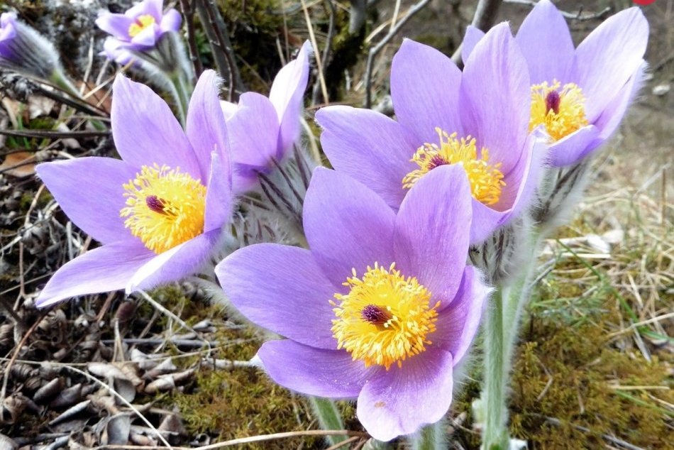 Rozkvitnutá príroda považskobystrického regiónu: Poniklec a drieň na FOTO