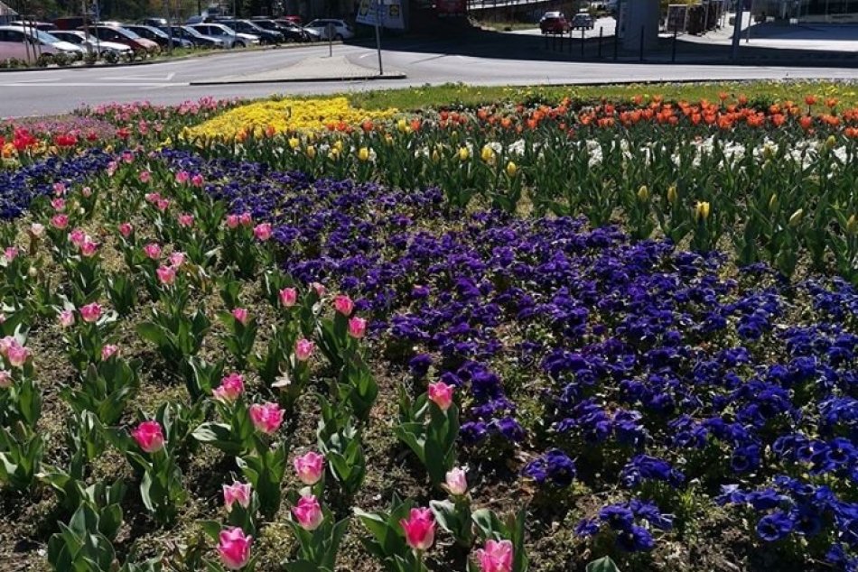 V OBRAZOCH: Bystrické kvetinové záhony rozkvitli do žiarivých farieb