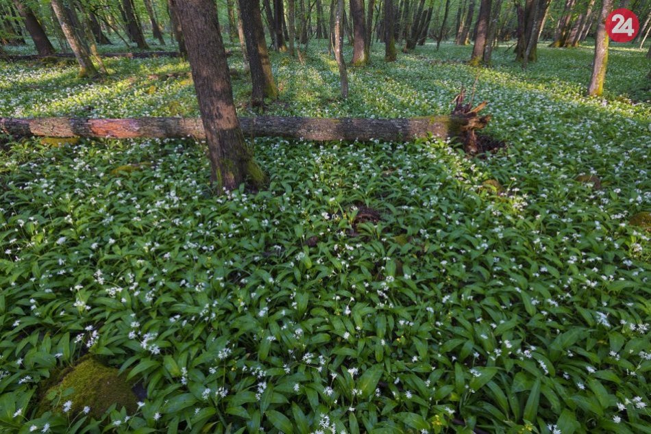 Medvedí cesnak a Vihorlat: Takéto krásne divadlo hrá sama príroda