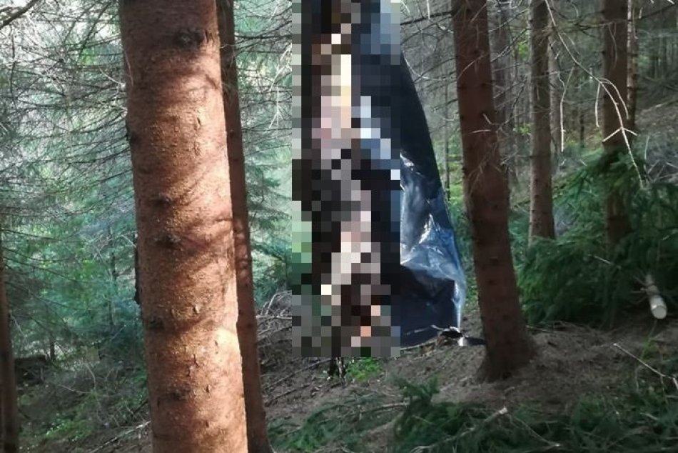 Utýraný pes v obci Pohronská Polhora