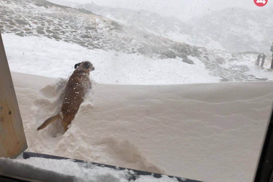 Výdajné okienko počas koronakrízy v Zbojníckej chate