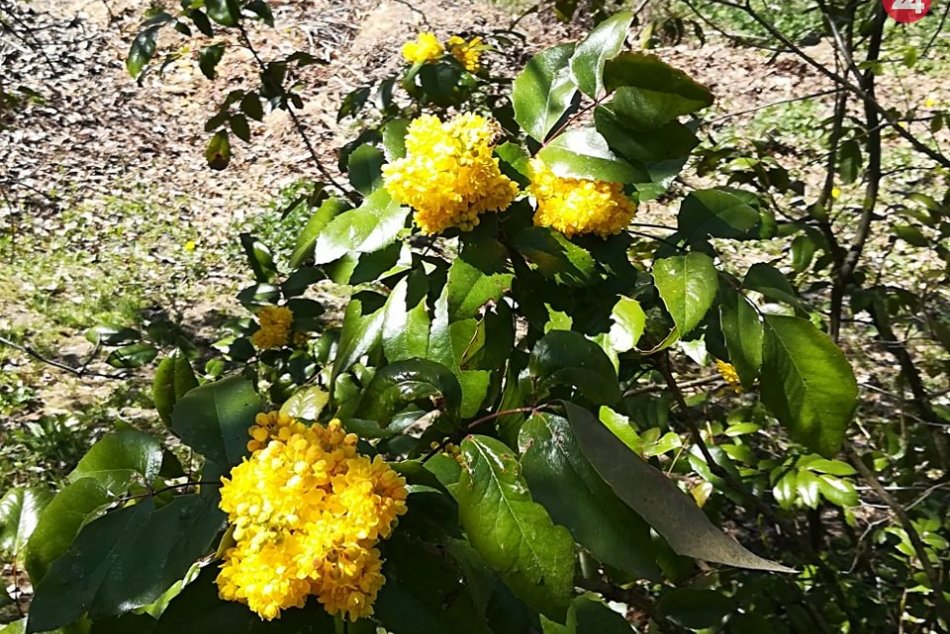 Obrazom: Ekopark v Prešove ponúka pohľad na pestré farby kvetov