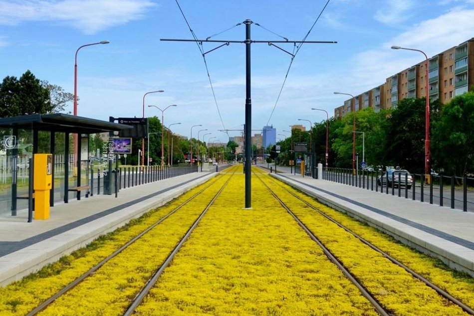 Rozchodník na električkovej trati, Karlova Ves